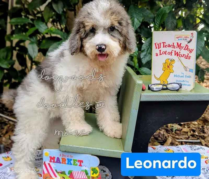 Leonardo – Poodle - Miniature  puppy for sale in Downsville, LA