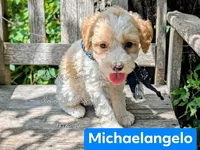 Michaelangelo, a male Poodle - Miniature  for sale in Ruston, LA – 1 of 4