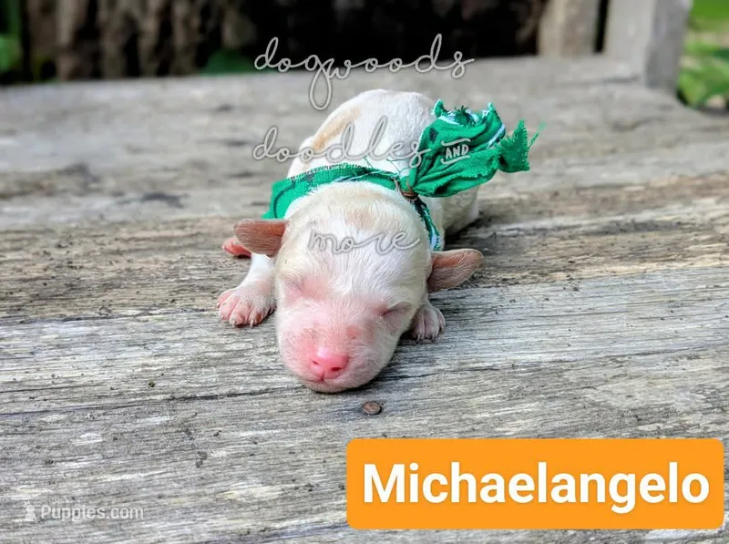 Michaelangelo – Poodle - Miniature  puppy for sale in Ruston, LA