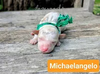 Michaelangelo, a male Poodle - Miniature  for sale in Ruston, LA – 1 of 3