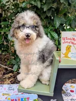 Leonardo, a male Poodle - Miniature  for sale in Downsville, LA – 2 of 7
