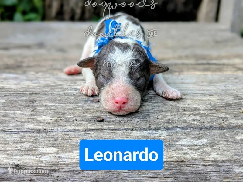 Leonardo – Poodle - Miniature  puppy for sale in Ruston, LA