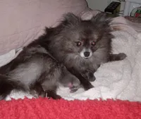 Tippy - Female, a female Pomeranian for sale in Greenville, NC – 6 of 8