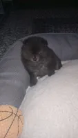 Tippy - Female, a female Pomeranian for sale in Greenville, NC – 3 of 8