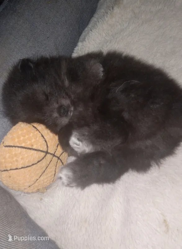 Tippy - Female – Pomeranian puppy for sale in Greenville, NC