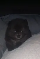 Tippy - Female, a female Pomeranian for sale in Greenville, NC – 2 of 8