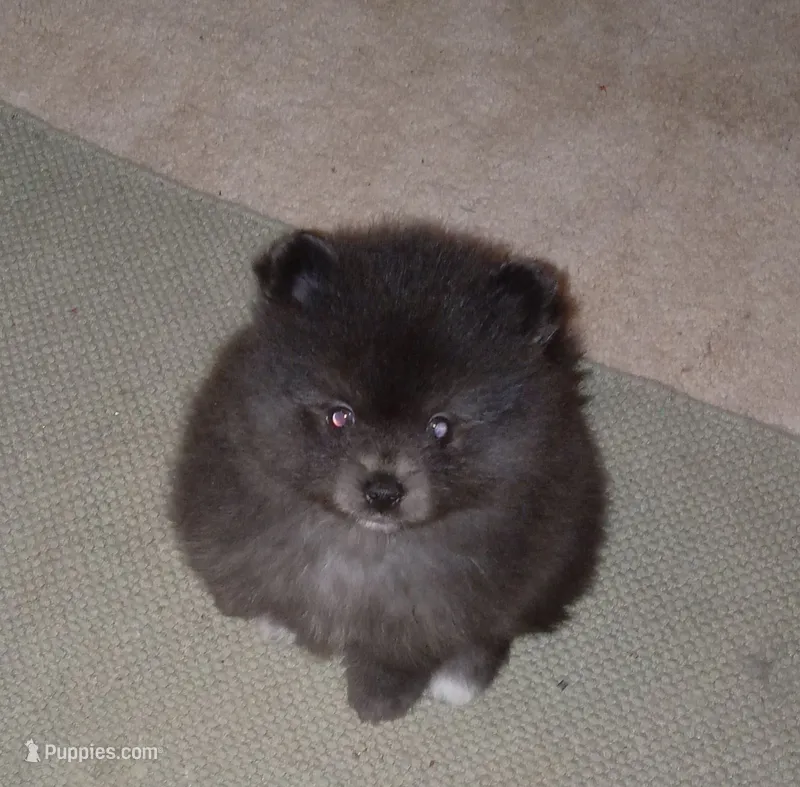 Tippy - Female – Pomeranian puppy for sale in Greenville, NC