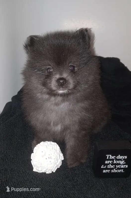 Tippy - Female – Pomeranian puppy for sale in Greenville, NC