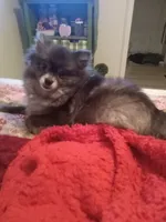 Tippy - Female, a female Pomeranian for sale in Greenville, NC – 5 of 8