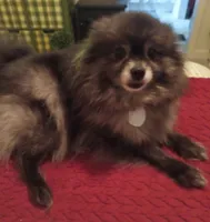 Tippy - Female, a female Pomeranian for sale in Greenville, NC – 4 of 8