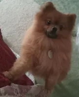 Tippy - Female, a female Pomeranian for sale in Greenville, NC – 7 of 8