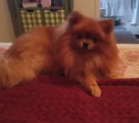 Tippy - Female, a female Pomeranian for sale in Greenville, NC – 8 of 8