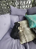 Toby, a male Boston Terrier for sale in Loogootee, IN – 3 of 10