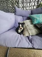 Toby, a male Boston Terrier for sale in Loogootee, IN – 10 of 10