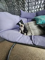 Toby, a male Boston Terrier for sale in Loogootee, IN – 8 of 10