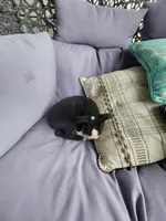 Toby, a male Boston Terrier for sale in Loogootee, IN – 4 of 10