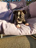 Trixie , a female Boston Terrier for sale in Loogootee, IN – 8 of 10