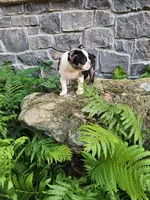 MERLE , a male Boston Terrier for sale in Loogootee, IN – 4 of 10