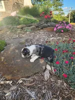 MERLE , a male Boston Terrier for sale in Loogootee, IN – 8 of 10