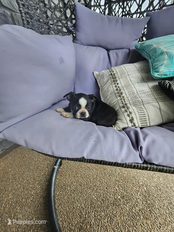 Teddy – Boston Terrier puppy for sale in Loogootee, IN