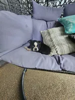 Teddy, a male Boston Terrier for sale in Loogootee, IN – 1 of 10