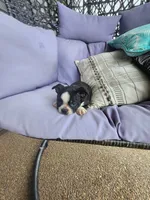 Teddy, a male Boston Terrier for sale in Loogootee, IN – 9 of 10