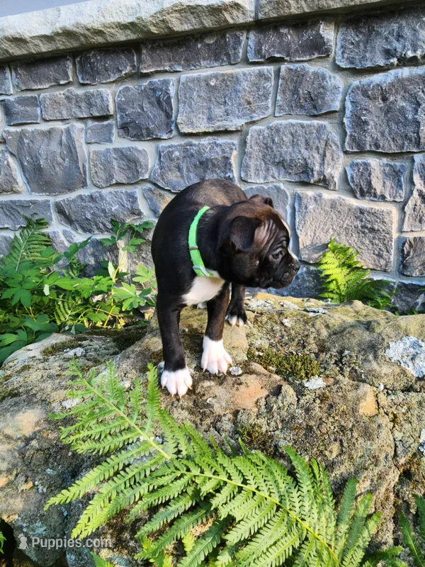 Lacey  – Boston Terrier puppy for sale in Loogootee, IN