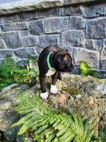 Lacey , a female Boston Terrier for sale in Loogootee, IN – 2 of 7