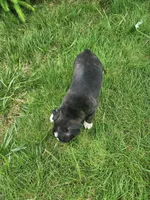 Lacey , a female Boston Terrier for sale in Loogootee, IN – Photo 8 of 8