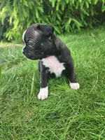 Lacey , a female Boston Terrier for sale in Loogootee, IN – Photo 3 of 8