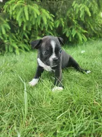 Lacey , a female Boston Terrier for sale in Loogootee, IN – Photo 2 of 8