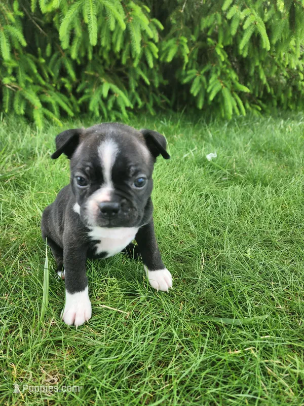 Lacey , a female Boston Terrier for sale in Loogootee, IN – Photo 1 of 8