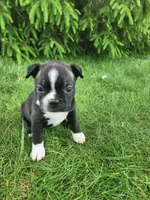 Lacey , a female Boston Terrier for sale in Loogootee, IN – Photo 1 of 8