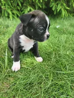 Lacey , a female Boston Terrier for sale in Loogootee, IN – Photo 6 of 8