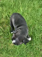Lacey , a female Boston Terrier for sale in Loogootee, IN – Photo 7 of 8