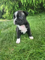 Lacey , a female Boston Terrier for sale in Loogootee, IN – Photo 5 of 8