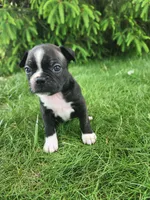 Lacey , a female Boston Terrier for sale in Loogootee, IN – Photo 4 of 8