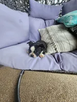 Teddy, a male Boston Terrier for sale in Loogootee, IN – 3 of 10