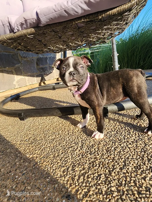 Trixie  – Boston Terrier puppy for sale in Loogootee, IN
