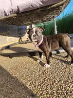 Trixie , a female Boston Terrier for sale in Loogootee, IN – 2 of 10