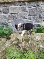 MERLE , a male Boston Terrier for sale in Loogootee, IN – 6 of 10