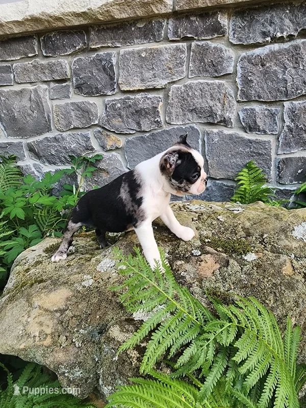 MERLE  – Boston Terrier puppy for sale in Loogootee, IN