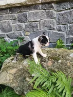 MERLE , a male Boston Terrier for sale in Loogootee, IN – 1 of 10