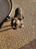 Trixie , a female Boston Terrier for sale in Loogootee, IN – 3 of 10