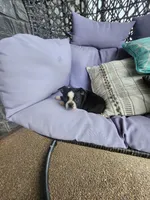 Teddy, a male Boston Terrier for sale in Loogootee, IN – 10 of 10