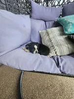 Teddy, a male Boston Terrier for sale in Loogootee, IN – 4 of 10