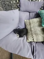 Teddy, a male Boston Terrier for sale in Loogootee, IN – 7 of 10