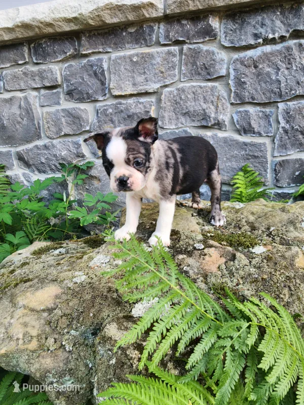 MERLE  – Boston Terrier puppy for sale in Loogootee, IN
