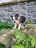 MERLE , a male Boston Terrier for sale in Loogootee, IN – 3 of 10