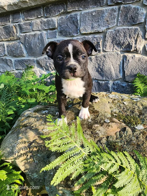 Lacey  – Boston Terrier puppy for sale in Loogootee, IN